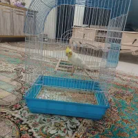 عروس هلندی