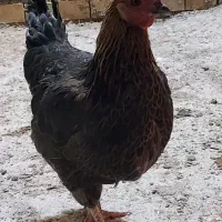 مرغ عربی تخم گذار