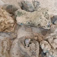 سنگ آکواریوم یک کیسه|ماهی|تربت‌حیدریه, بهزیستی|دیوار