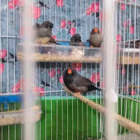 فنچ شارکول بلک بادی و بلک چیکت