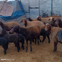 گوسفندبا بره