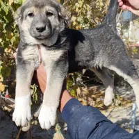 واگذاری توله سگ|سگ|تهران, خانی‌آباد|دیوار