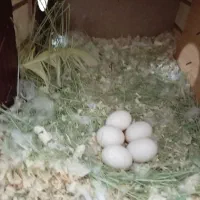 طوطی برزیلی|پرنده|شیراز, محراب|دیوار