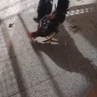 مرغ و خروس