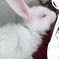 چشم قرمز