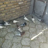 رنگی نروماده
