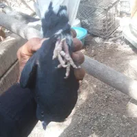 زاغ دم سفید|پرنده|نرماشیر, |دیوار