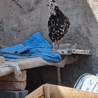 مرغ و خروس گلین عشایری|حیوانات مزرعه|زید آباد, |دیوار