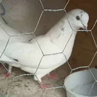 همراه تخم هاشون که چندروزه درمیاد|پرنده|وحیدیه, |دیوار