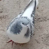 حیون خوشکل ضمانتی