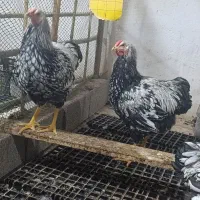 زینتی|حیوانات مزرعه|رشت, پاستوریزه|دیوار