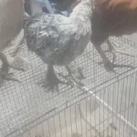 جوجه بومی