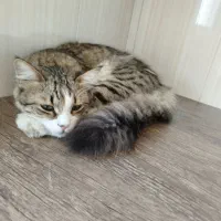 گربه گمشده نر