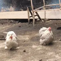 مرغ خروس کوشین