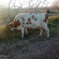 گاو با گوساله