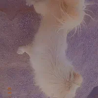 پامر