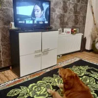 تلوزیون