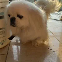 پکنیز امپریال ماده خالص|سگ|رشت, حافظ آباد|دیوار