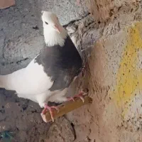 سلام طوقی فروشی