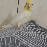 عروس هلندی جوجه ۵ماه