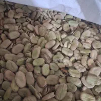 باقلا به شرط بخت