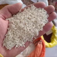 برنج هاشمی زیر قیمت بدلیل نیاز مالی