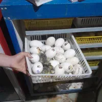 تخم از شما دستگاه جوجه کشی از ما ( نصفه ای  )