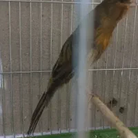 قناری سبز چمنی سوپر نر مست