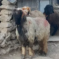 شیشک روزگاری