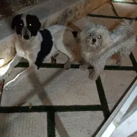 واگذاری سگ شیتزو تریر