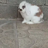 خرگوش