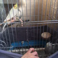 عروس هلندی مولد جفت|پرنده|تهران, خانی آباد نو شمالی|دیوار