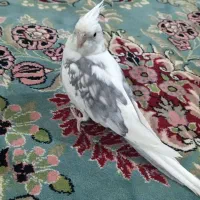 عروس هلندی نر