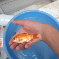 ماهی|ماهی|یزد, |دیوار