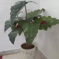 درختچه مصنوعی|گل مصنوعی|مشهد, تربیت (صدف)|دیوار