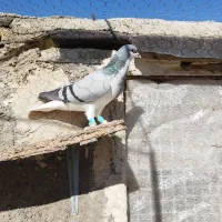 خوشرنگ ماده