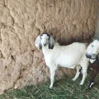 فروش گوسفند