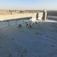 سیاه پوش پرنده|پرنده|قزوین, |دیوار