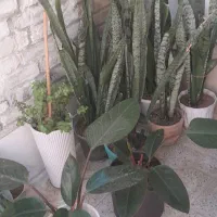 گل طبیعی|گل و گیاه طبیعی|شیراز, علی آباد|دیوار