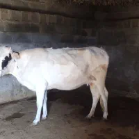گاو|حیوانات مزرعه|لالی, |دیوار