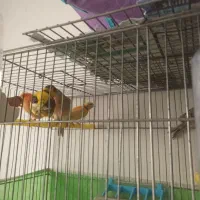 تعدادی قناری نروماده با کیفیت|پرنده|تبریز, |دیوار