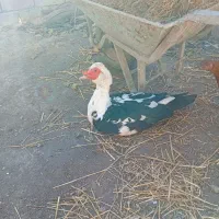 غاز و اوردک اسراعیلی|حیوانات مزرعه|قشلاق دشت, |دیوار