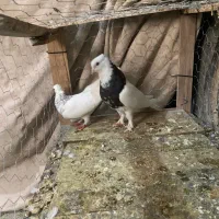 ی چخ طوقی|پرنده|شیروان (خراسان), |دیوار