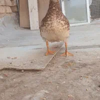 اردک