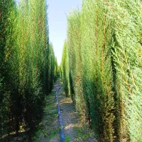 نهال میوه درخت نهالستان انواع نخل کاج مرکبات