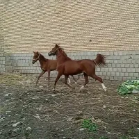 اسب مادیان اصل عرب