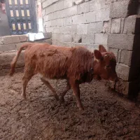 گوساله ماده