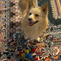 سگ گمشده در گلستان شمالی|حیوانات|شیراز, شهرک گلستان شمالی|دیوار