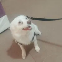 سگ آشپیز|سگ|رودان, |دیوار