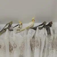 ۶ عدد عروس هلندی|پرنده|تنکابن, |دیوار